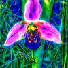 Wild Orchid