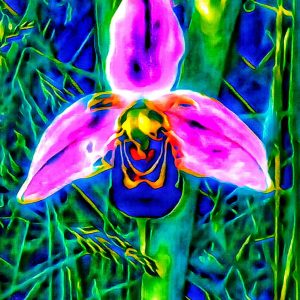 Wild Orchid