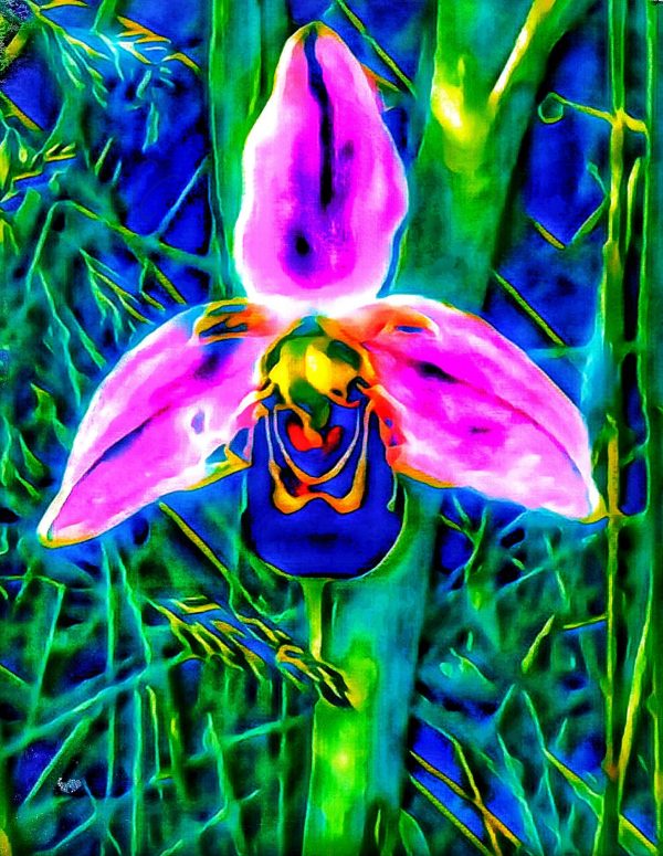 Wild Orchid