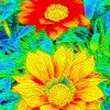 Bright Flowers