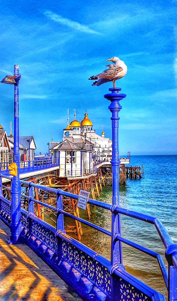 GULL & PIER