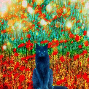 Moody Cat