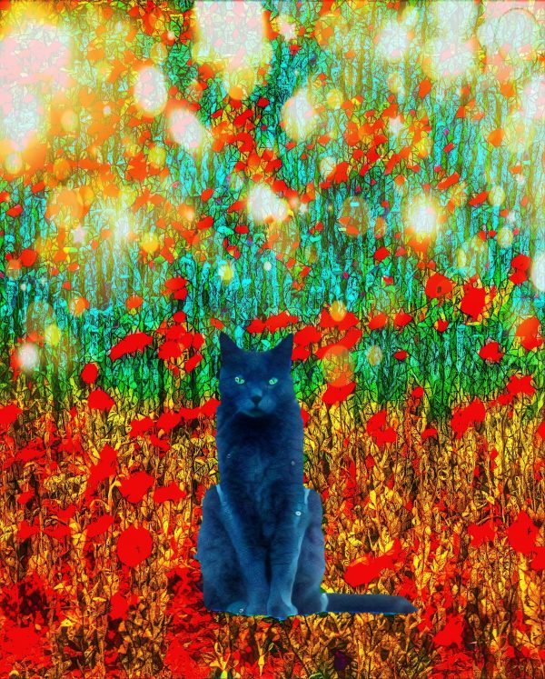 Moody Cat